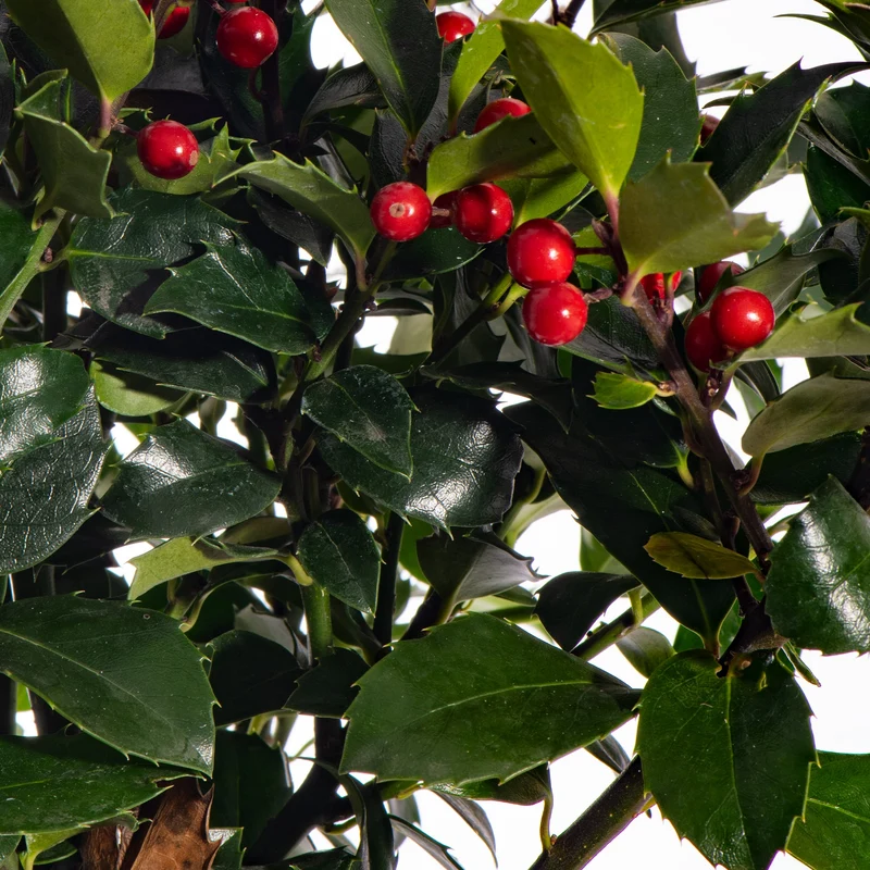 Standard Ilex Terrassenbaum