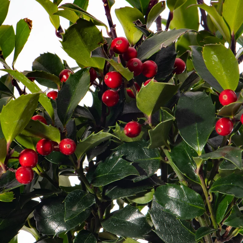 Standard Ilex Terrassenbaum