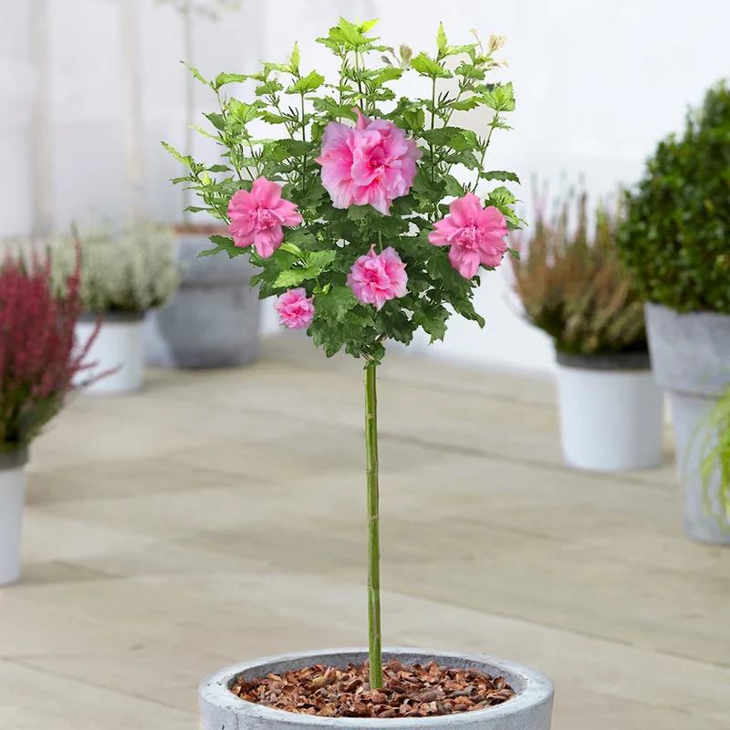 Hibiskus Terrassenbaum Kollektion