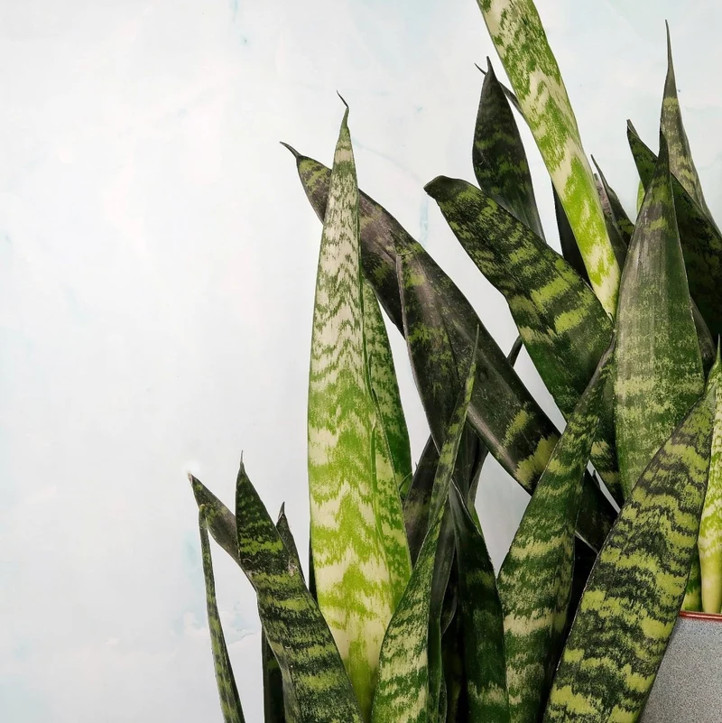 SANSEVIERIA BLACK CORAL