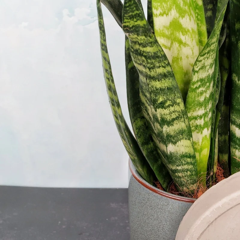 SANSEVIERIA BLACK CORAL