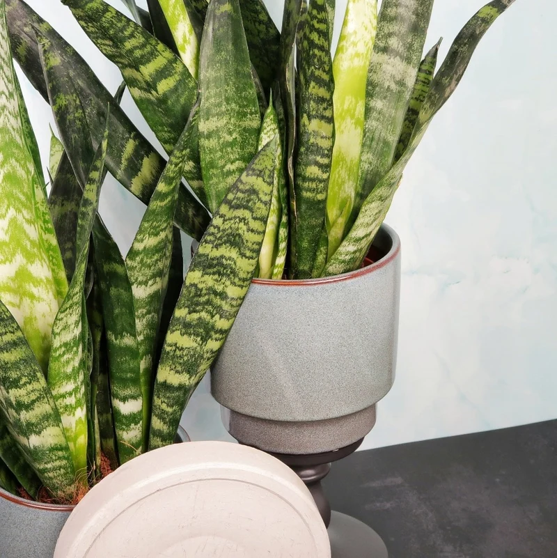SANSEVIERIA BLACK CORAL