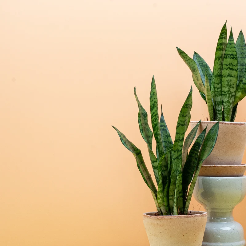 SANSEVIERIA BLACK CORAL