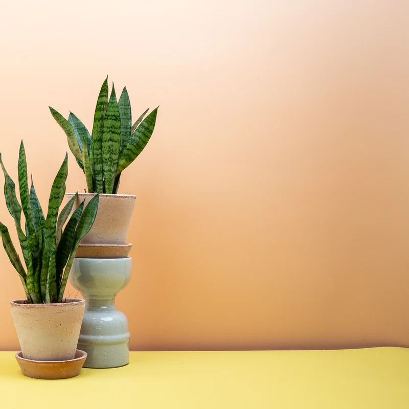 SANSEVIERIA BLACK CORAL