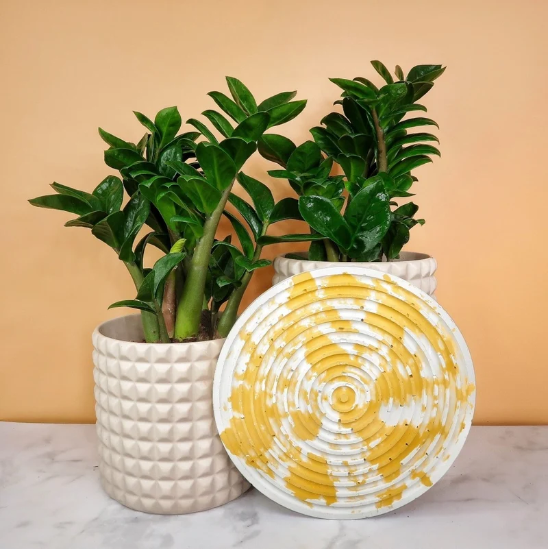 ZAMIOCULCAS ZENZI