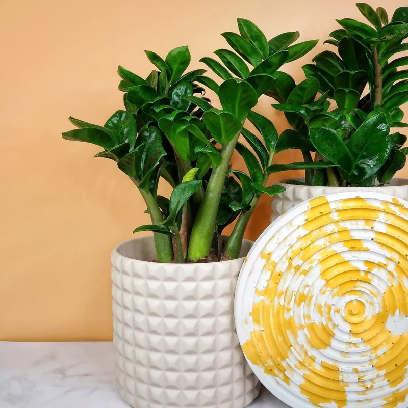 ZAMIOCULCAS ZENZI