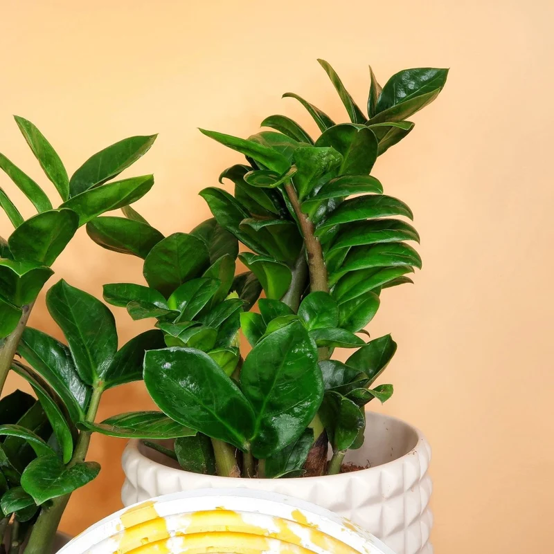 ZAMIOCULCAS ZENZI