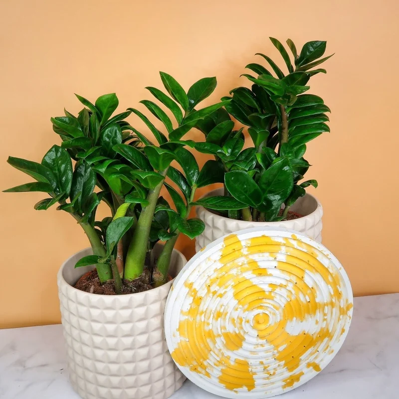ZAMIOCULCAS ZENZI