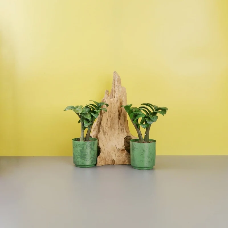 ZAMIOCULCAS ZENZI
