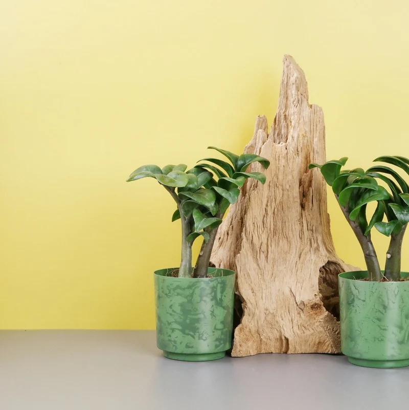 ZAMIOCULCAS ZENZI