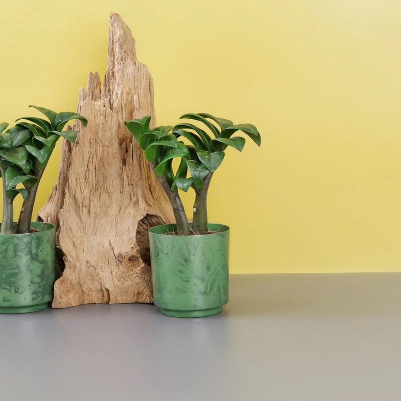 ZAMIOCULCAS ZENZI