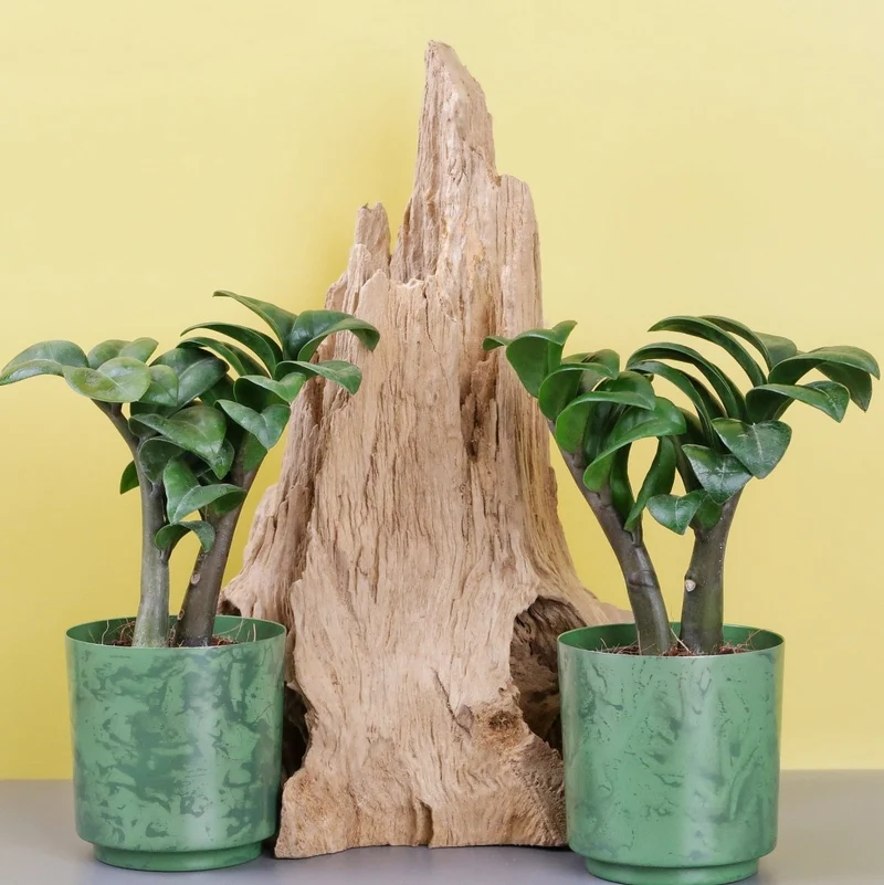 ZAMIOCULCAS ZENZI