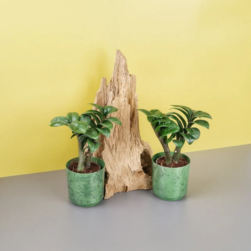 ZAMIOCULCAS ZENZI