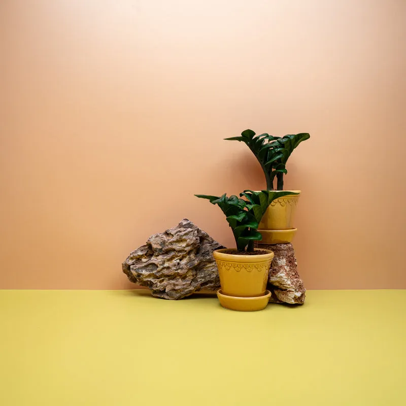 ZAMIOCULCAS ZENZI