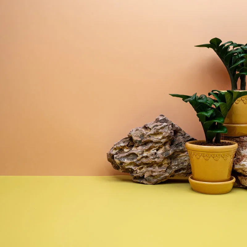 ZAMIOCULCAS ZENZI