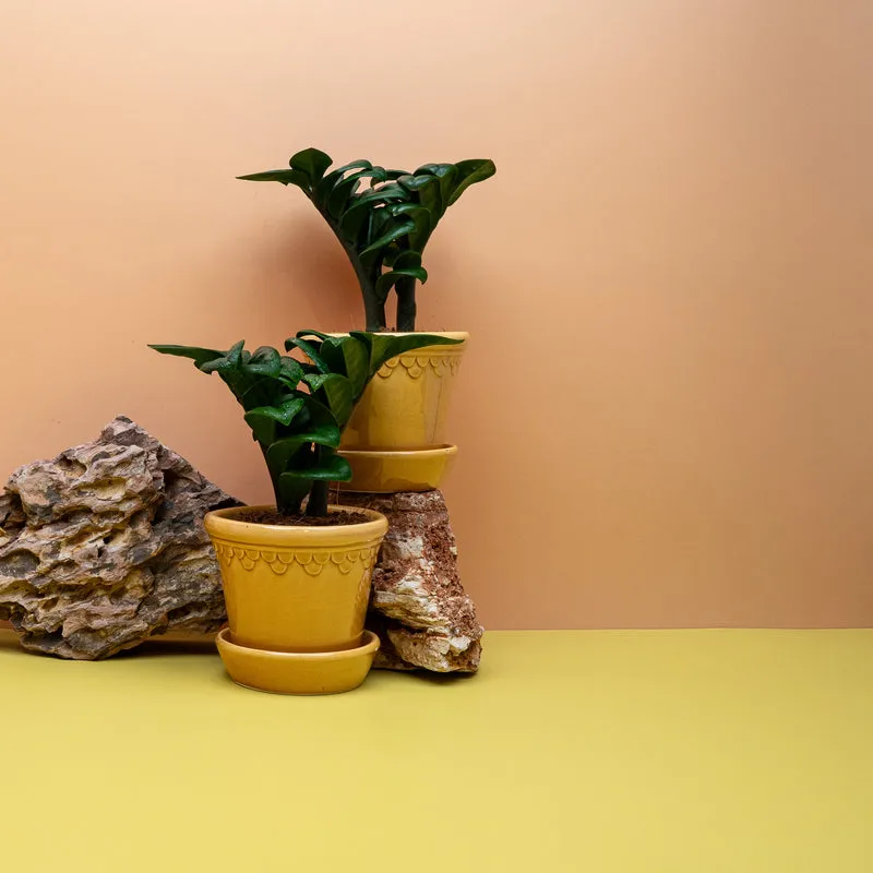 ZAMIOCULCAS ZENZI