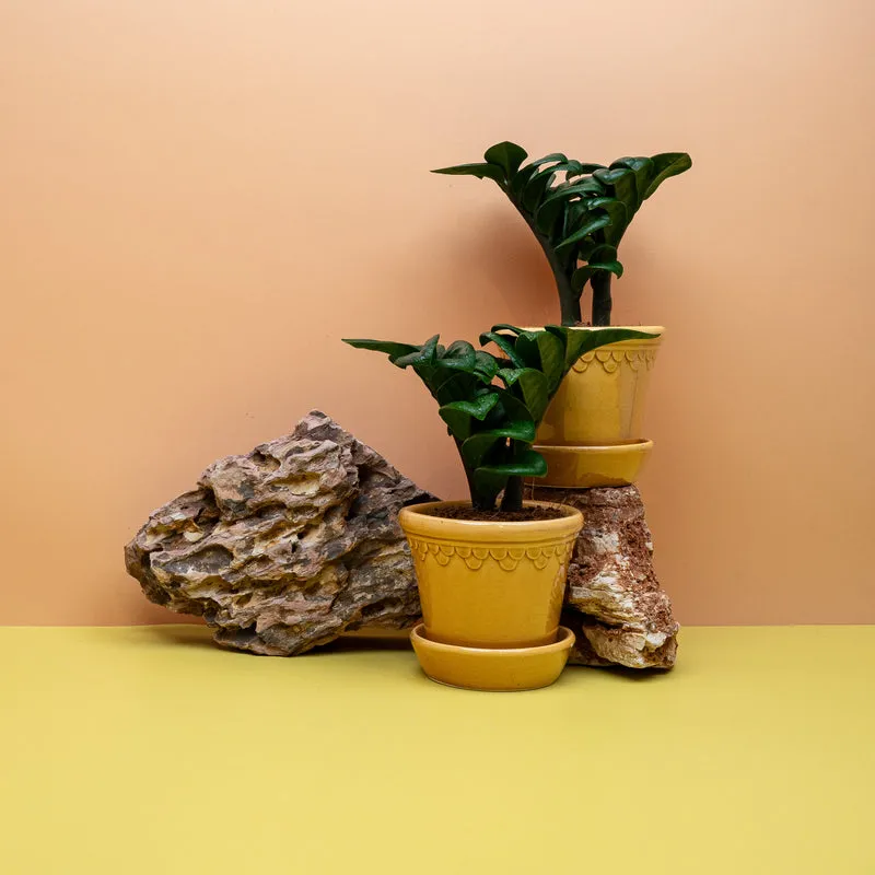 ZAMIOCULCAS ZENZI