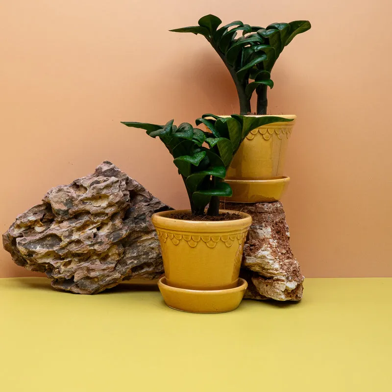 ZAMIOCULCAS ZENZI