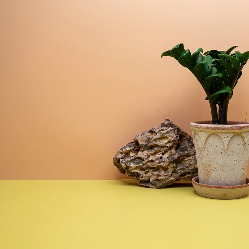 ZAMIOCULCAS ZENZI