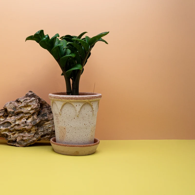 ZAMIOCULCAS ZENZI