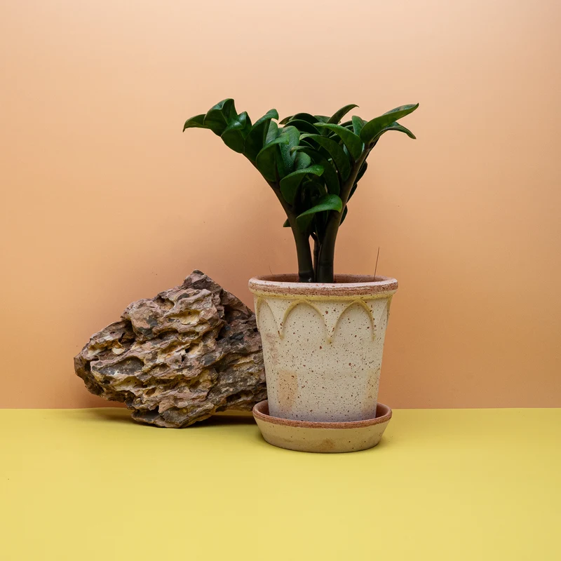 ZAMIOCULCAS ZENZI