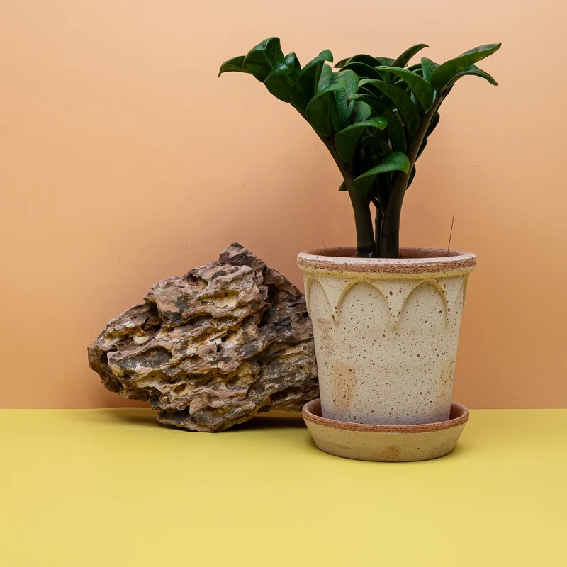 ZAMIOCULCAS ZENZI