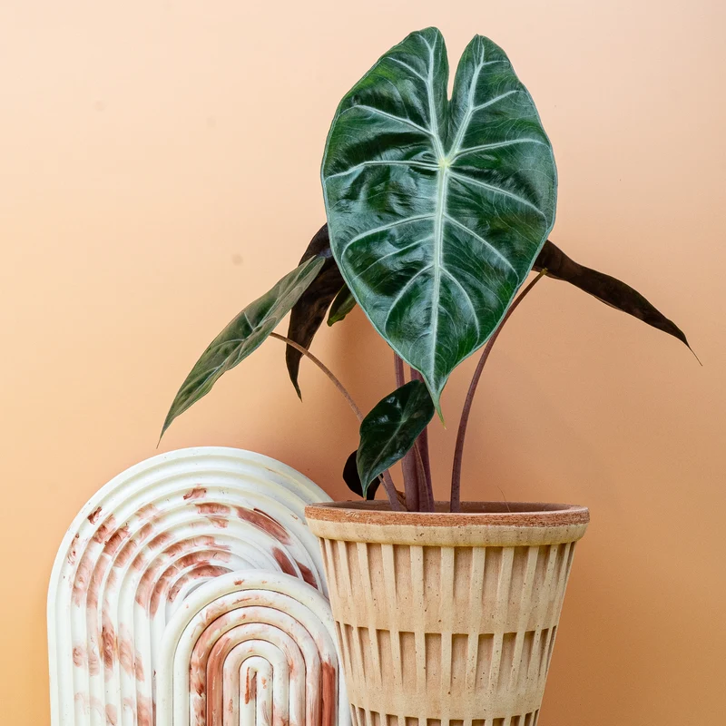 ALOCASIA PINK DRAGON