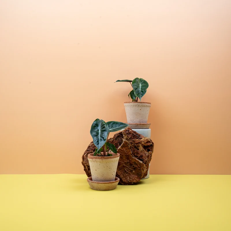 ALOCASIA PINK DRAGON