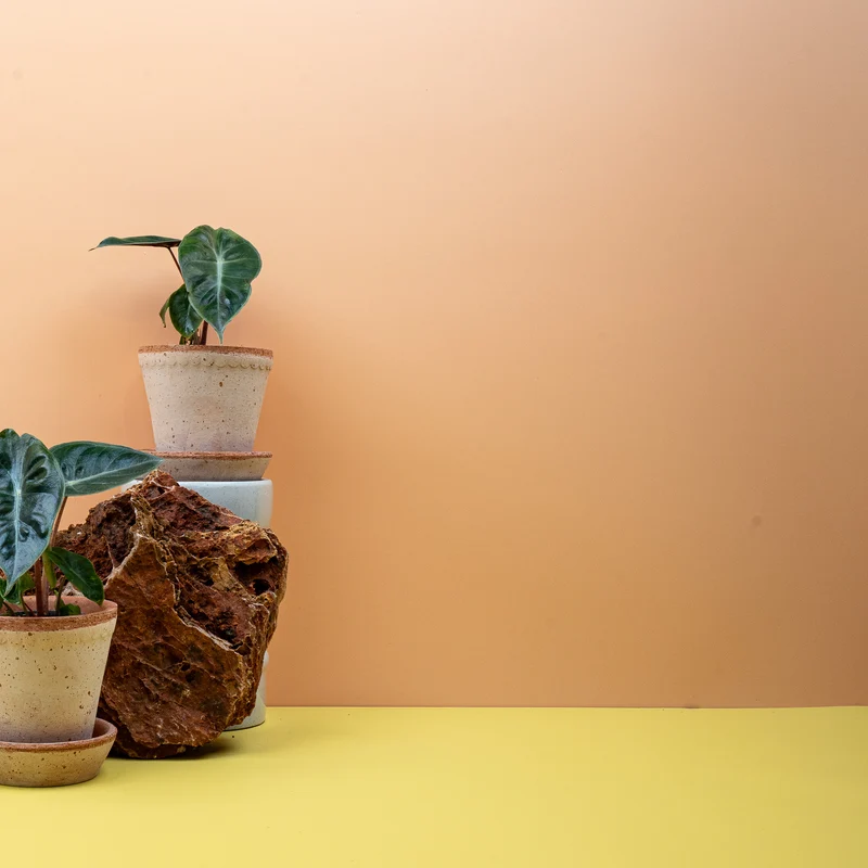 ALOCASIA PINK DRAGON