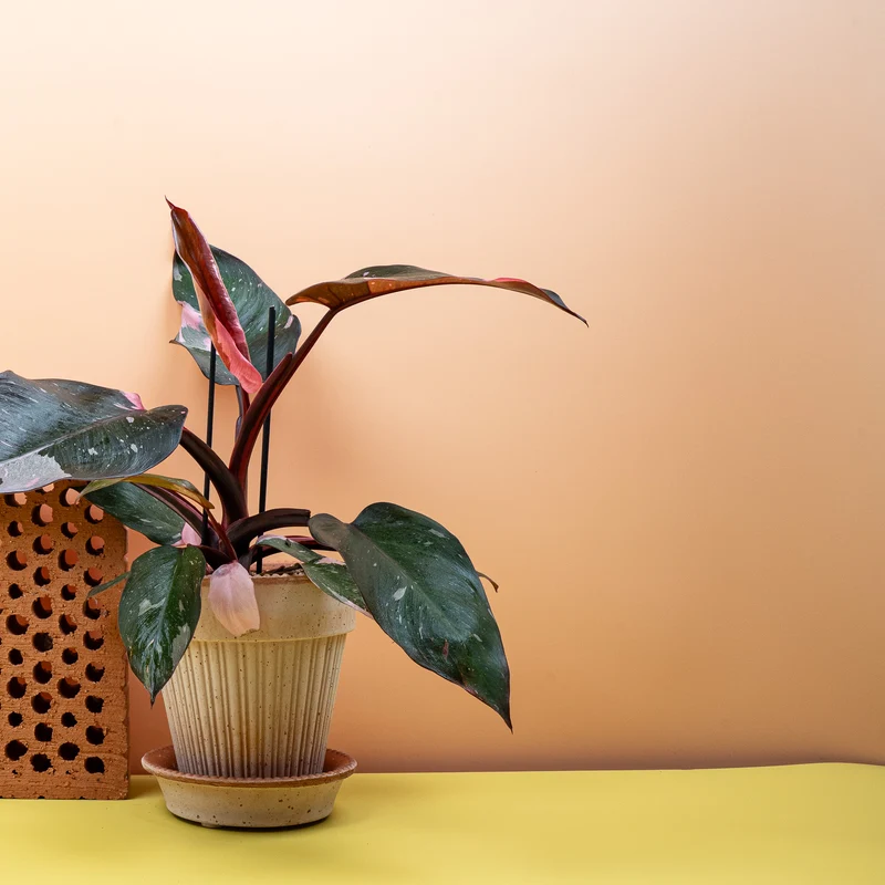 PHILODENDRON PINK PRINCESS