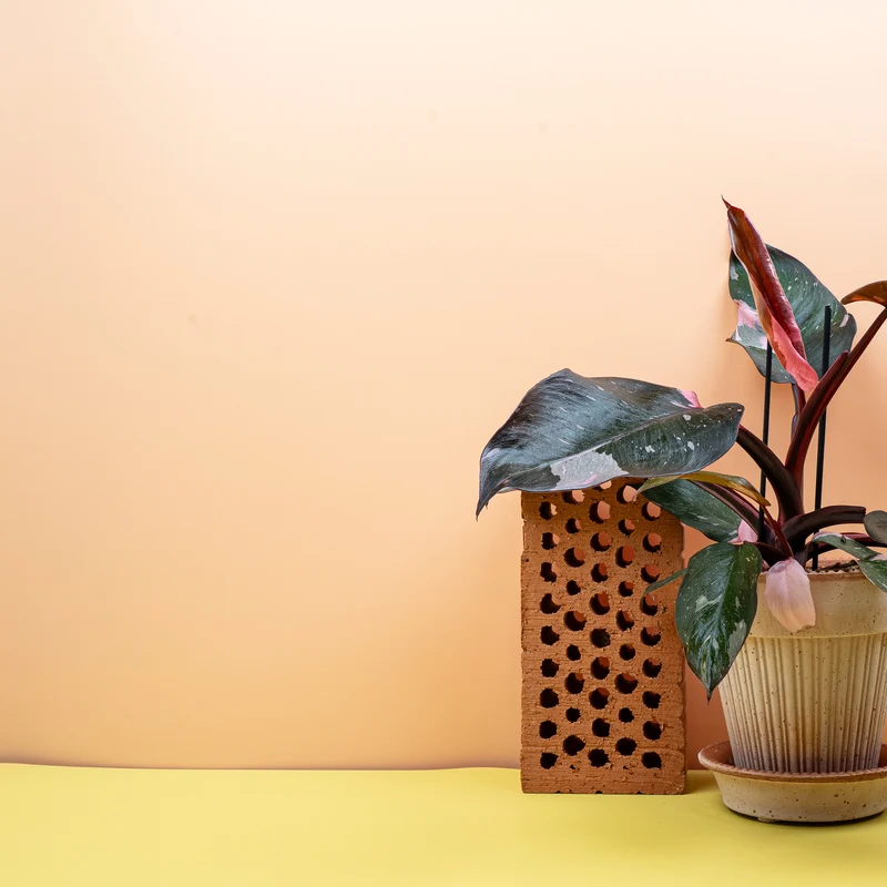 PHILODENDRON PINK PRINCESS