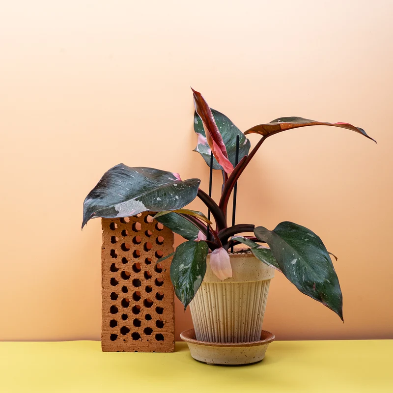 PHILODENDRON PINK PRINCESS