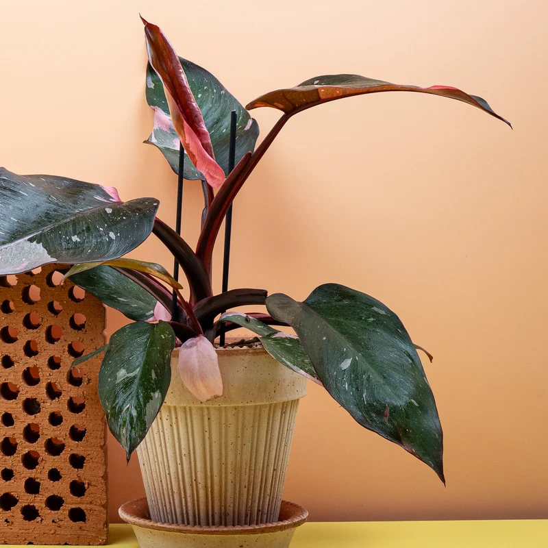 PHILODENDRON PINK PRINCESS