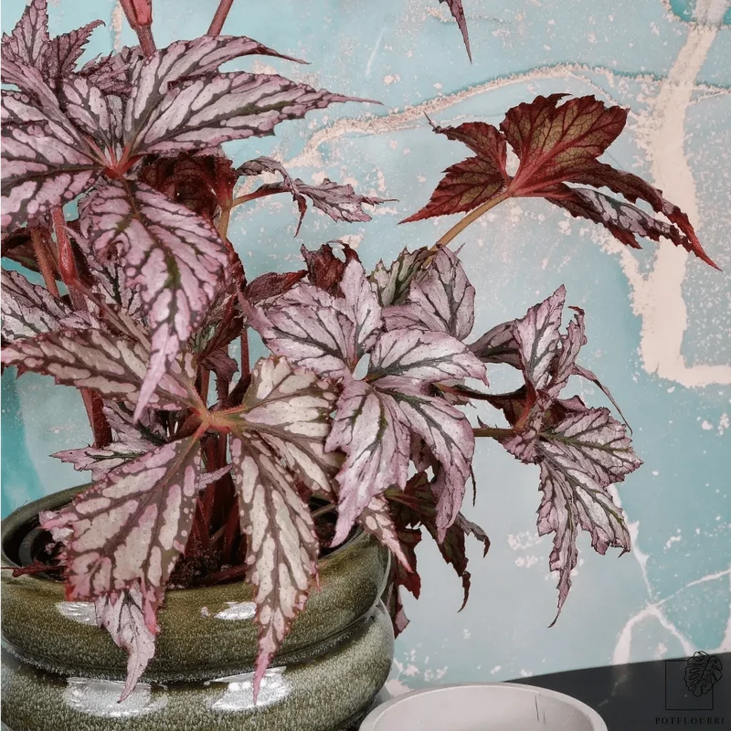 BEGONIA BENITOCHIBA