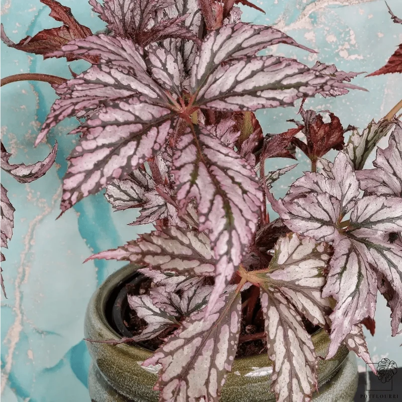BEGONIA BENITOCHIBA