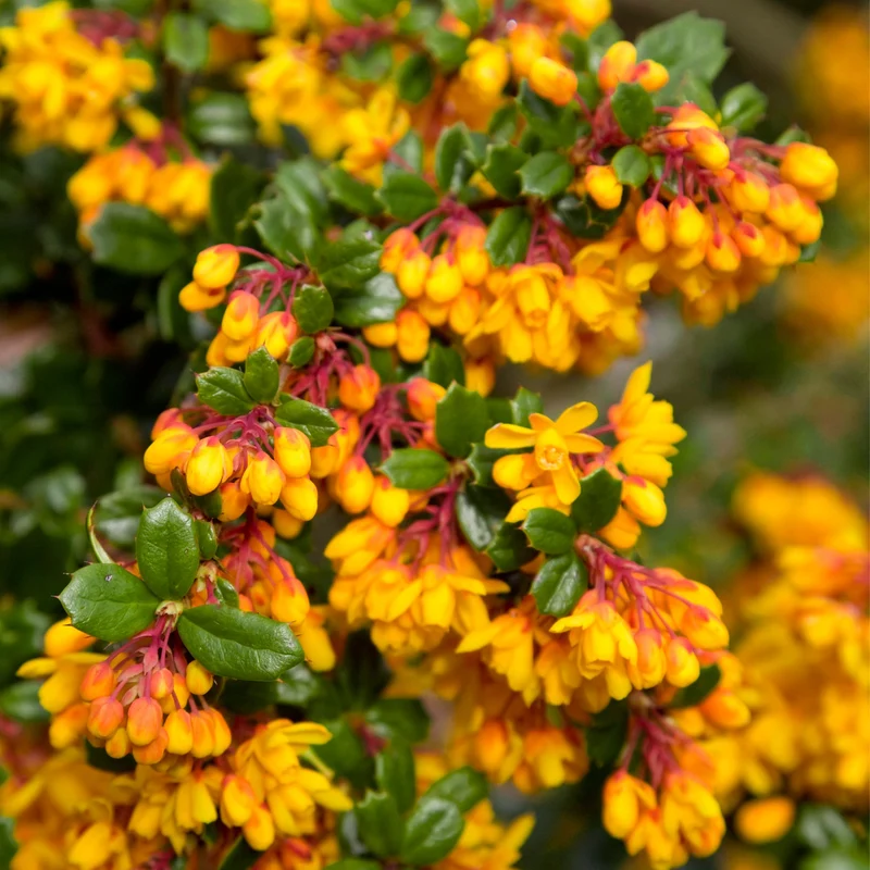 Berberitze 'Nana'