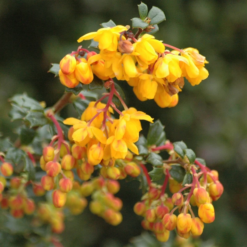 Berberitze 'Nana'
