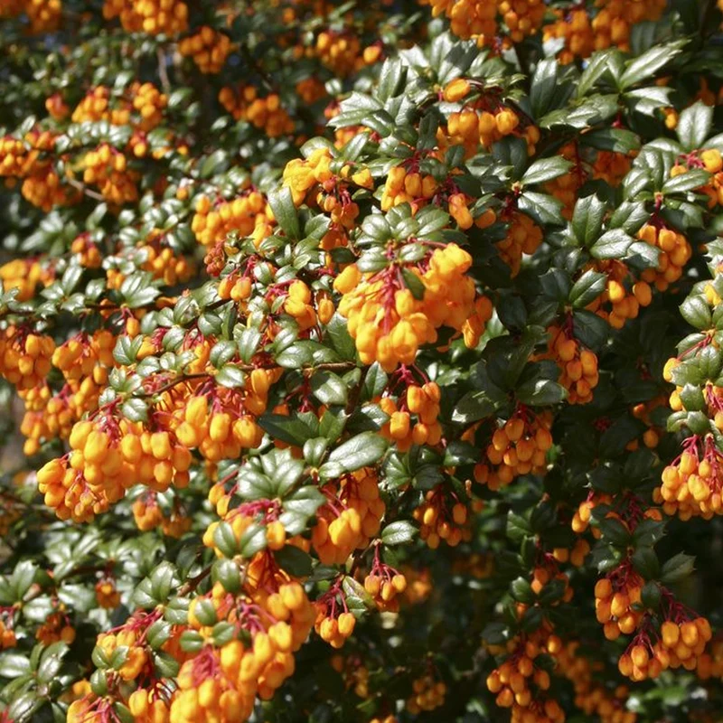 Berberitze 'Nana'