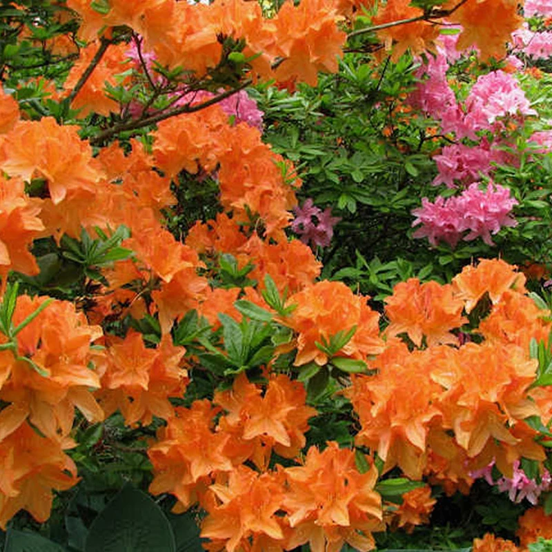 Azalee 'Orange'
