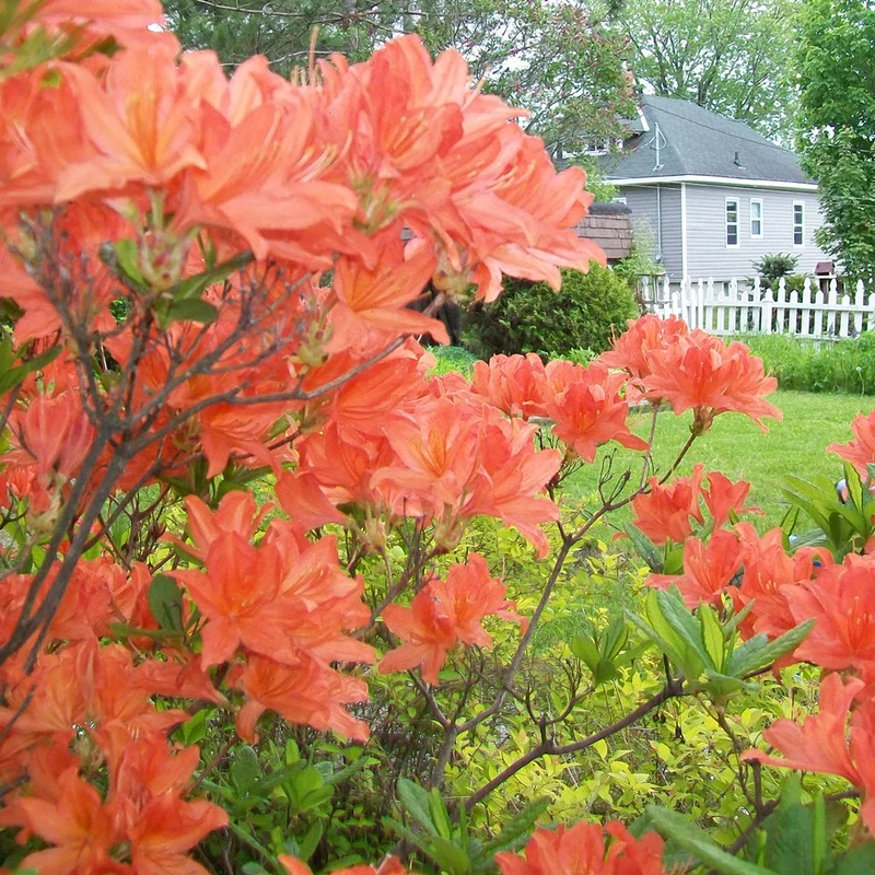 Azalee 'Orange'