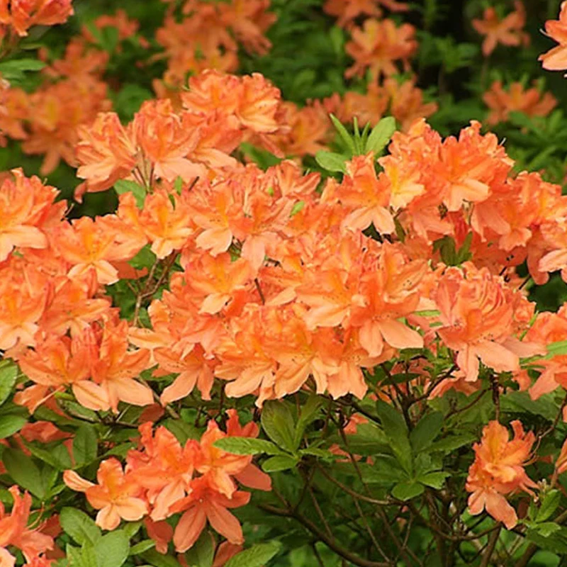 Azalee 'Orange'