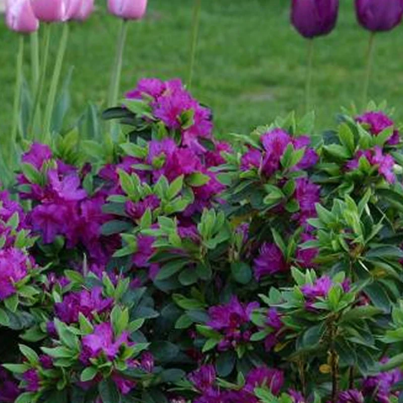 Azalee 'Purple'