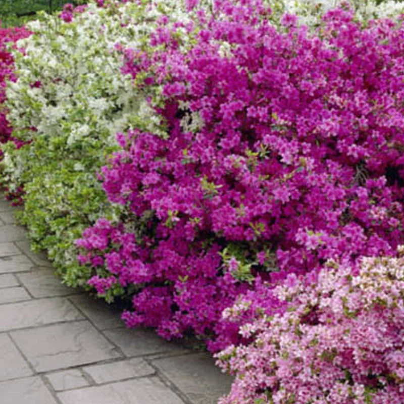 Azalee 'Purple'