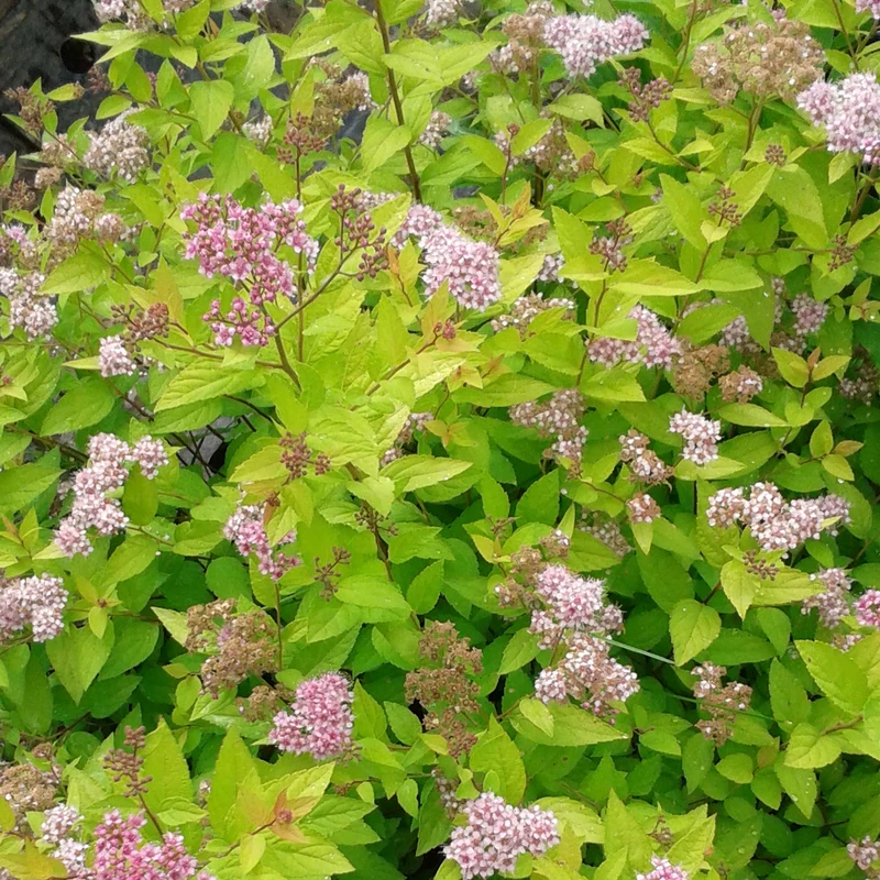 Spierstrauch 'Zen Spirit Gold'