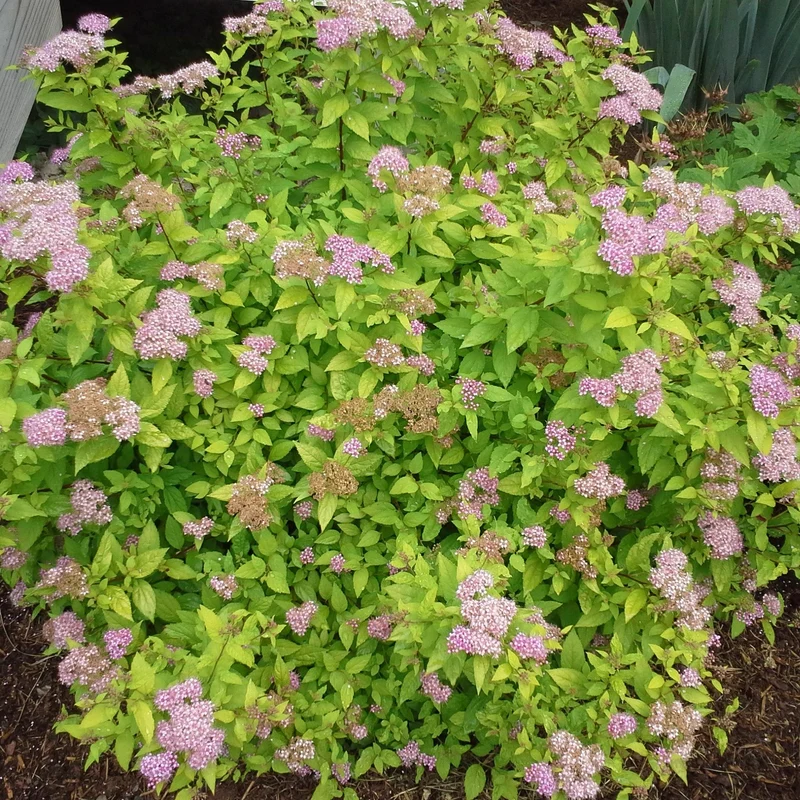 Spierstrauch 'Zen Spirit Gold'