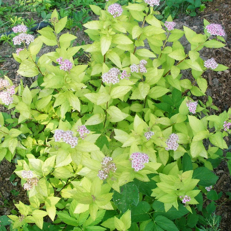 Spierstrauch 'Zen Spirit Gold'