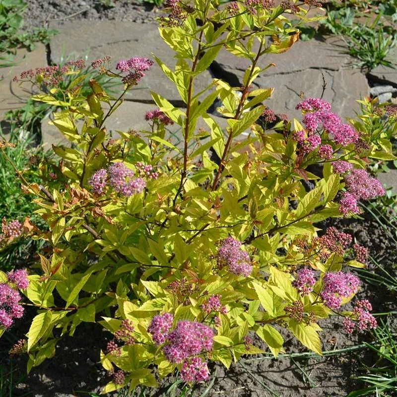 Spierstrauch 'Zen Spirit Gold'