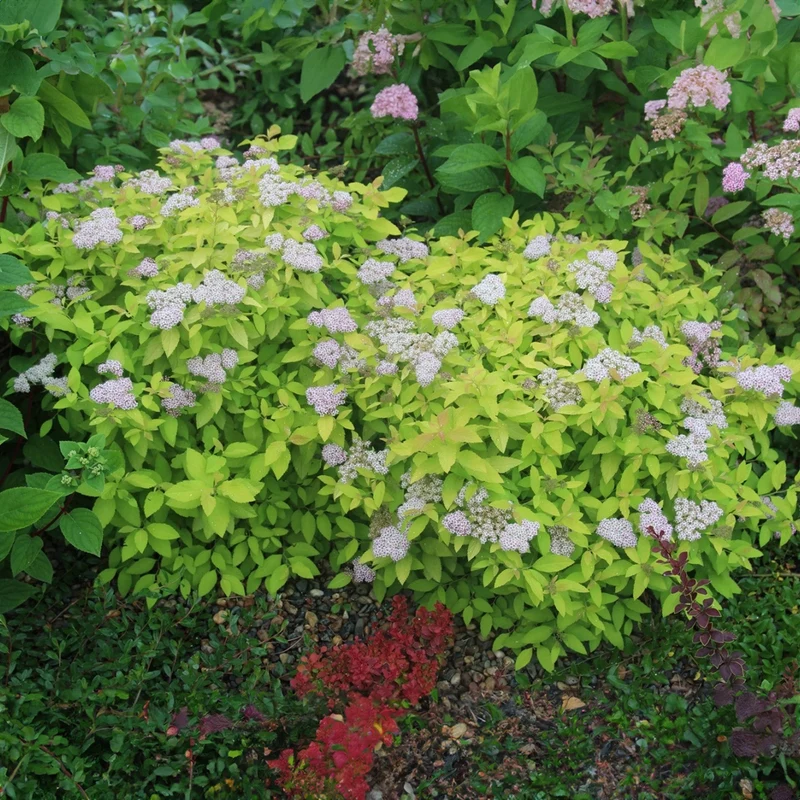 Spierstrauch 'Zen Spirit Gold'