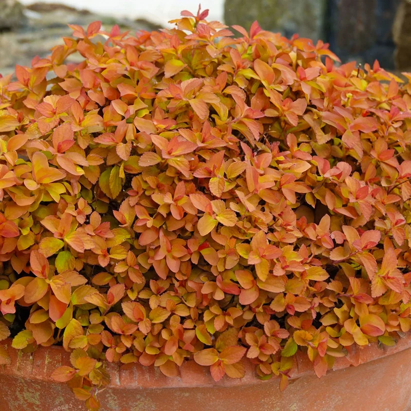 Spierstrauch 'Zen Spirit Caramel'