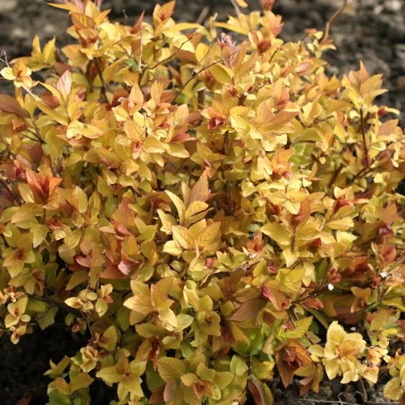 Spierstrauch 'Zen Spirit Caramel'